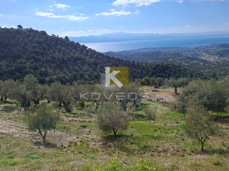 Αγροτεμάχια 12.000 τ.μ. πρός πώληση, Εύβοια, Αμάρυνθος