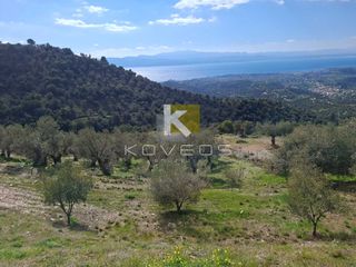 Αγροτεμάχια 12.000 τ.μ. προς πώληση, Σέτα-thumb-4