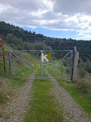 Αγροτεμάχια 12.000 τ.μ. προς πώληση, Σέτα-thumb-11