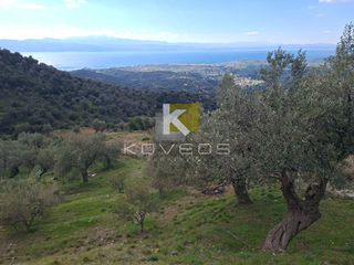 Αγροτεμάχια 12.000 τ.μ. προς πώληση, Σέτα-thumb-8
