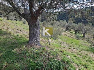 Αγροτεμάχια 12.000 τ.μ. προς πώληση, Σέτα-thumb-6