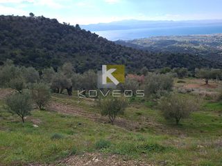 Αγροτεμάχια 12.000 τ.μ. προς πώληση, Σέτα-thumb-9