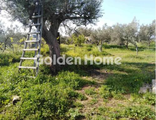 Οικόπεδο 24.500 τ.μ. προς πώληση, Αμφιθέα Δίρφυος