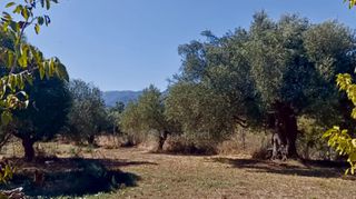 Μονοκατοικία 200 τ.μ. για πώληση, Μεσσηνία, Αετού-thumb-16