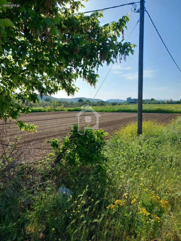 Αγροτεμάχια 2.500 τ.μ. πρός πώληση, Ν. Τρικάλων, Βασιλική