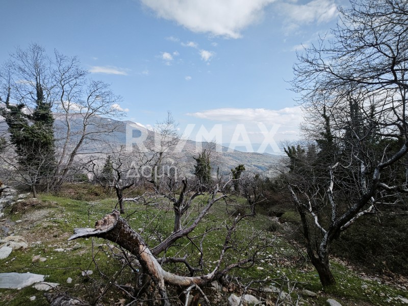 Αγροτεμάχια 2.570 τ.μ. προς πώληση, Χανιά Αγριάς