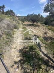 Αγροτεμάχια 6.500 τ.μ. για πώληση