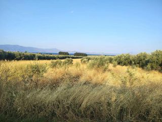 Οικόπεδο 5.000 τ.μ. για πώληση, Φθιώτιδας, Δαφνούσες-thumb-12