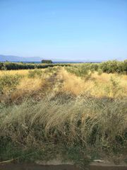 Οικόπεδο 5.000 τ.μ. για πώληση, Φθιώτιδας, Δαφνούσες-thumb-14