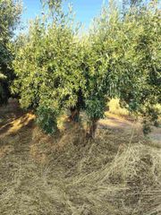Οικόπεδο 5.000 τ.μ. για πώληση, Φθιώτιδας, Δαφνούσες-thumb-15