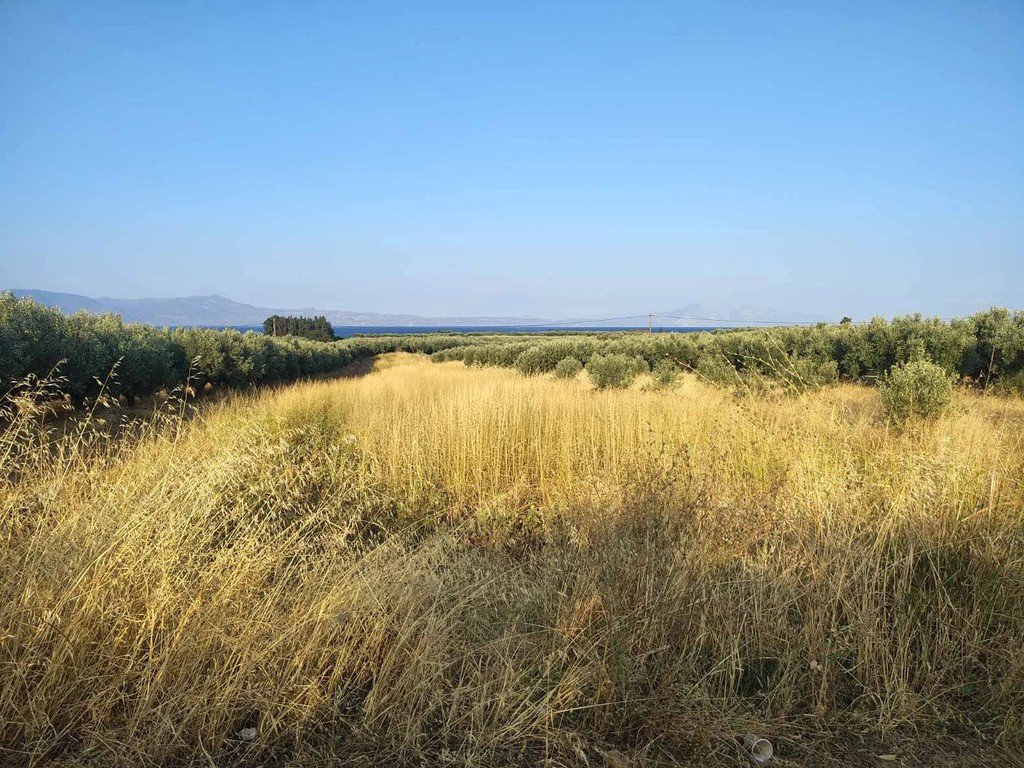Οικόπεδο 5.000 τ.μ. πρός πώληση, Φθιώτιδας, Δαφνούσες