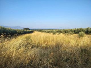 Οικόπεδο 5.000 τ.μ. για πώληση, Φθιώτιδας, Δαφνούσες-thumb-4
