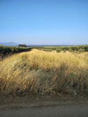Οικόπεδο 5.000 τ.μ. για πώληση, Φθιώτιδας, Δαφνούσες-thumb-9