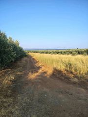 Οικόπεδο 5.000 τ.μ. για πώληση, Φθιώτιδας, Δαφνούσες-thumb-11