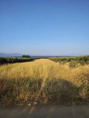 Οικόπεδο 5.000 τ.μ. για πώληση, Φθιώτιδας, Δαφνούσες-thumb-13