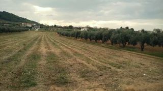 Οικόπεδο 5.000 τ.μ. για πώληση, Φθιώτιδας, Δαφνούσες-thumb-6