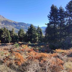 Αγροτεμάχια 5.650 τ.μ. για πώληση