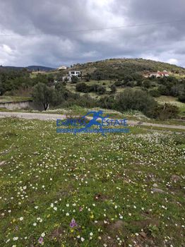 Αγροτεμάχια 2.700 τ.μ. για πώληση