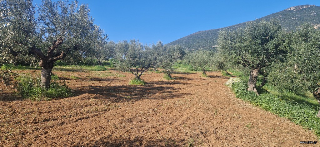 Αγροτεμάχια 7.900 τ.μ. για πώληση, Μεσσηνία, Μεσσήνη