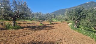 Αγροτεμάχια 7.900 τ.μ. για πώληση