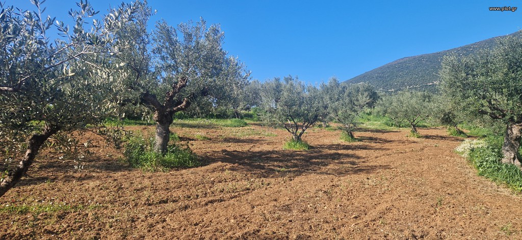 Αγροτεμάχια 7.900 τ.μ. πρός πώληση, Μεσσηνία, Μεσσήνη