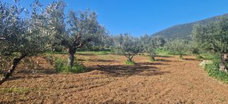 Αγροτεμάχια 7.900 τ.μ. για πώληση, Μεσσηνία, Μεσσήνη-thumb-1