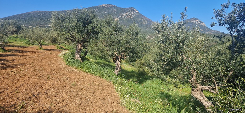 Αγροτεμάχια 7.900 τ.μ. πρός πώληση, Μεσσηνία, Μεσσήνη