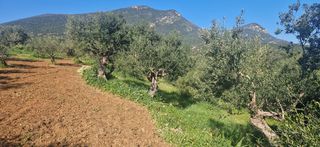 Αγροτεμάχια 7.900 τ.μ. για πώληση, Μεσσηνία, Μεσσήνη-thumb-2