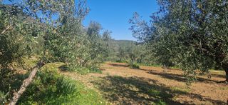 Αγροτεμάχια 7.900 τ.μ. για πώληση, Μεσσηνία, Μεσσήνη-thumb-3