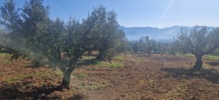 Αγροτεμάχια 7.900 τ.μ. για πώληση, Μεσσηνία, Μεσσήνη-thumb-6