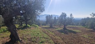 Αγροτεμάχια 7.900 τ.μ. για πώληση, Μεσσηνία, Μεσσήνη-thumb-7