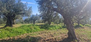 Αγροτεμάχια 7.900 τ.μ. για πώληση, Μεσσηνία, Μεσσήνη-thumb-8