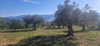 Αγροτεμάχια 7.900 τ.μ. για πώληση, Μεσσηνία, Μεσσήνη-thumb-9