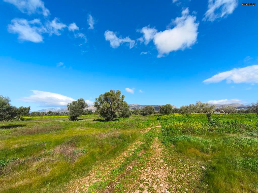 Αγροτεμάχια 14.826 τ.μ. προς πώληση, Πάχη