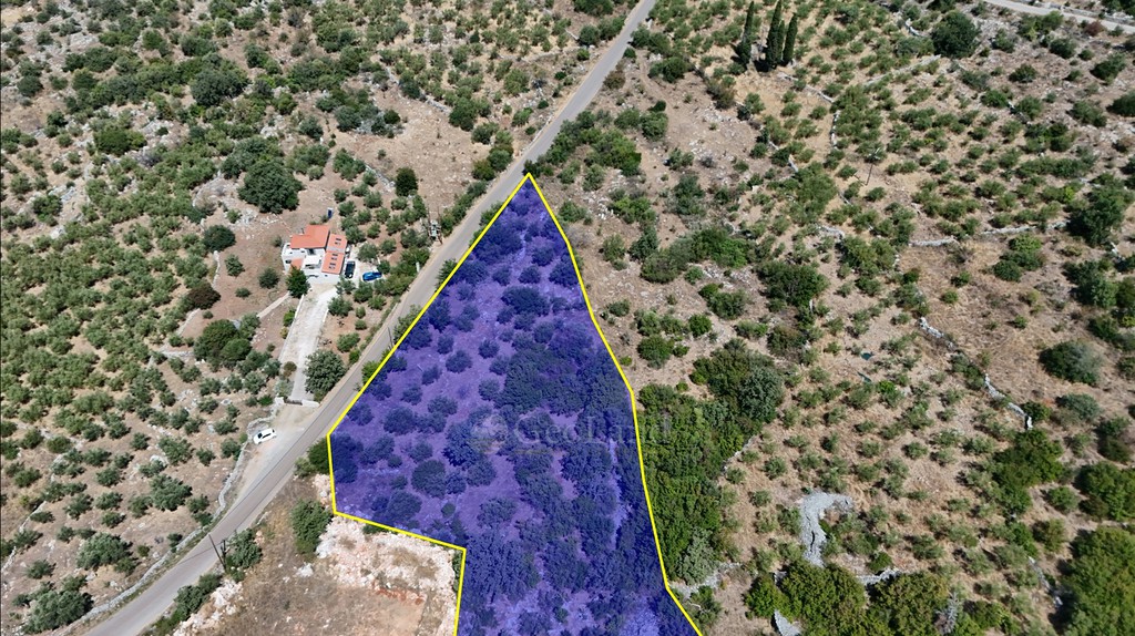 Αγροτεμάχια 3.854 τ.μ. προς πώληση, Πύργος Λεύκτρου