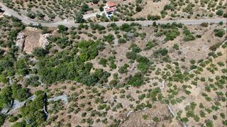 Αγροτεμάχια 3.854 τ.μ. προς πώληση, Πύργος Λεύκτρου-thumb-9