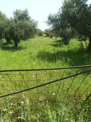 Αγροτεμάχια 9.172 τ.μ. για πώληση, Μεσσηνία, Μελιγαλά-thumb-3