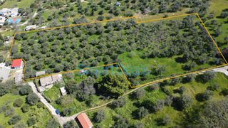 Αγροτεμάχια 9.810 τ.μ. για πώληση