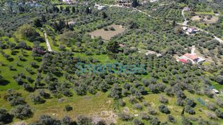 Αγροτεμάχια 9.810 τ.μ. πρός πώληση, Αχαΐα, Παραλία-thumb-7