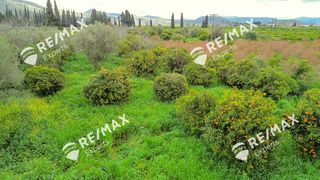 Οικόπεδο 1.405 τ.μ. για πώληση, Αργολίδα, Ασίνη-thumb-33