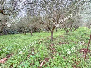 Αγροτεμάχια 1.800 τ.μ. για πώληση, Αρκαδία, Λεωνίδιο-thumb-7