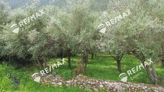Αγροτεμάχια 1.800 τ.μ. για πώληση, Αρκαδία, Λεωνίδιο-thumb-8