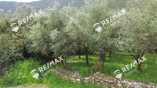 Αγροτεμάχια 1.800 τ.μ. για πώληση, Αρκαδία, Λεωνίδιο-thumb-13