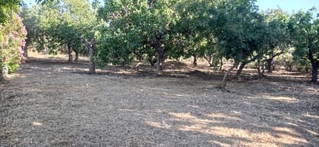 Οικόπεδο 750 τ.μ. προς ενοικίαση