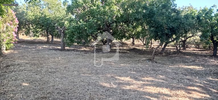 Land plot 750 sqm for rent, Rest Of Attica, Nea Peramos (megalo Pefko)