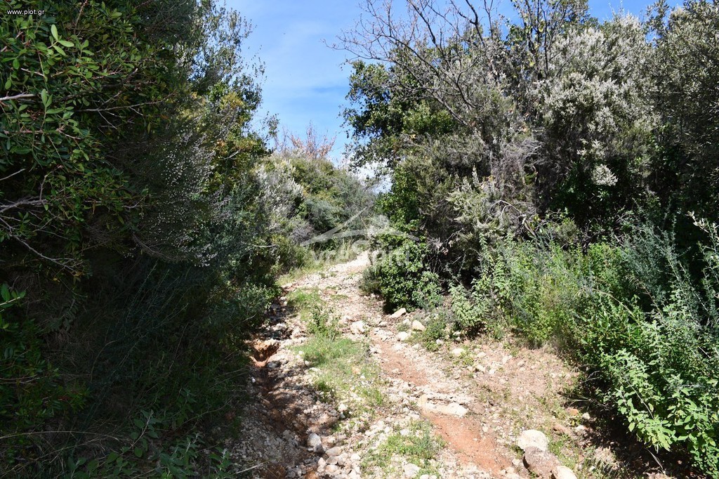 Αγροτεμάχια 5.893 τ.μ. προς πώληση, Σύβοτα