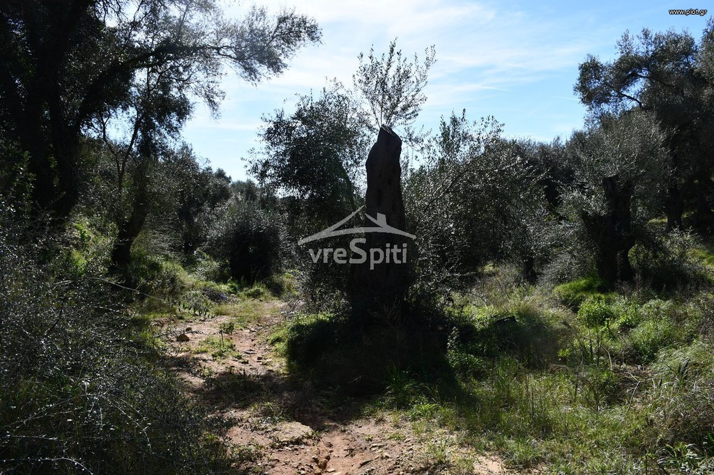 Αγροτεμάχια 5.893 τ.μ. προς πώληση, Σύβοτα