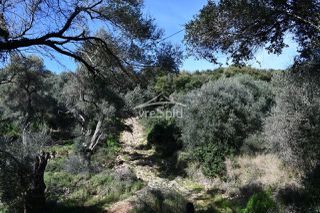 Αγροτεμάχια 5.893 τ.μ. για πώληση, Θεσπρωτία, Σύβοτα-thumb-5