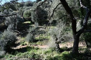 Αγροτεμάχια 5.893 τ.μ. για πώληση, Θεσπρωτία, Σύβοτα-thumb-6