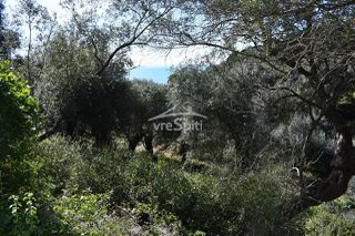Αγροτεμάχια 5.893 τ.μ. για πώληση, Θεσπρωτία, Σύβοτα-thumb-7